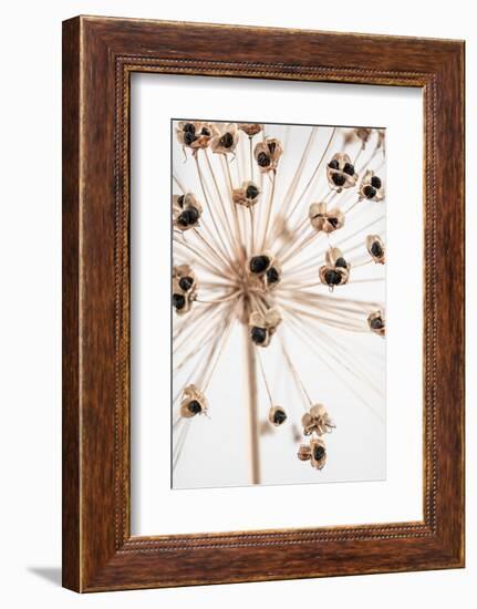 Dried_007-1x Studio III-Framed Photographic Print