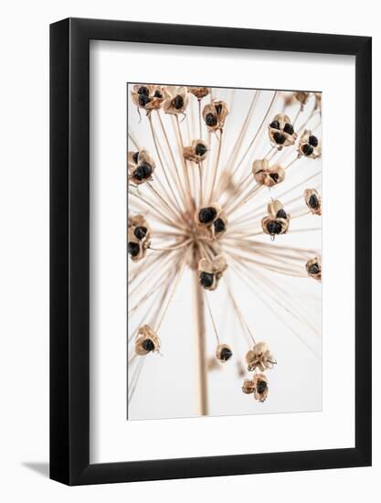 Dried_007-1x Studio III-Framed Photographic Print