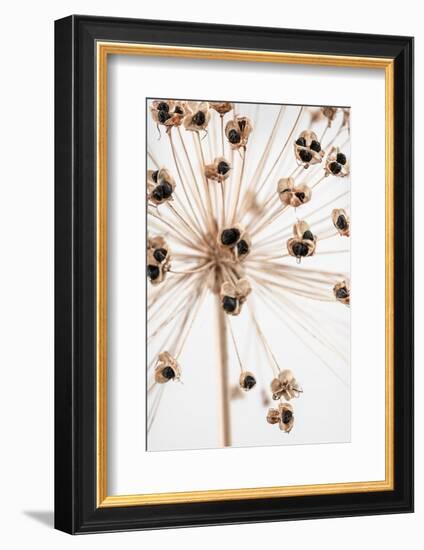 Dried_007-1x Studio III-Framed Photographic Print