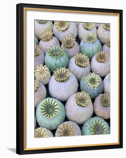 Dried and Green Poppy Seed Heads-Darrell Gulin-Framed Photographic Print