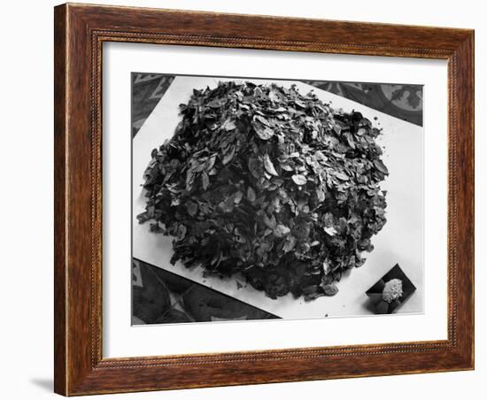 Dried Coca Leaves, from Which Cocaine is Derived-Eliot Elisofon-Framed Photographic Print