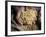 Dried Coffee Beans, Marley Coffee Plantation, Blue Mountains, Portland Parish, Jamaica, Caribbean-Doug Pearson-Framed Photographic Print