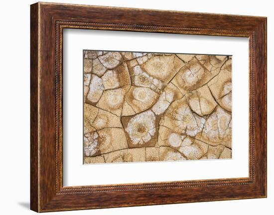 Dried, cracked earth and salt create the patterns on the flats of Death Valley National Park.-Mallorie Ostrowitz-Framed Photographic Print