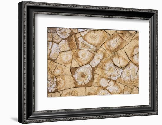 Dried, cracked earth and salt create the patterns on the flats of Death Valley National Park.-Mallorie Ostrowitz-Framed Photographic Print