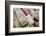 Dried Fish at Nishiki-Koji Market-Jon Hicks-Framed Photographic Print