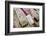 Dried Fish at Nishiki-Koji Market-Jon Hicks-Framed Photographic Print