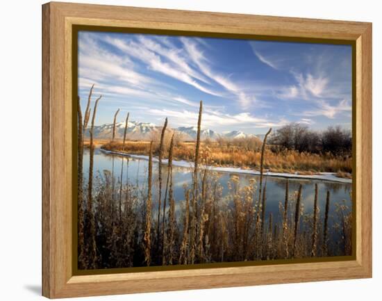 Dried Flower Heads along Slough, Flood Plain of Logan River, Great Basin, Cache Valley, Utah, USA-Scott T. Smith-Framed Premier Image Canvas