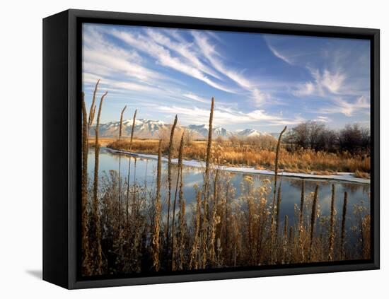 Dried Flower Heads along Slough, Flood Plain of Logan River, Great Basin, Cache Valley, Utah, USA-Scott T. Smith-Framed Premier Image Canvas