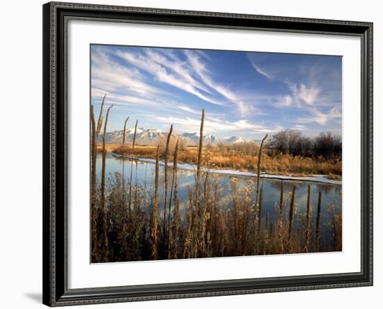 Dried Flower Heads along Slough, Flood Plain of Logan River, Great Basin, Cache Valley, Utah, USA-Scott T. Smith-Framed Photographic Print