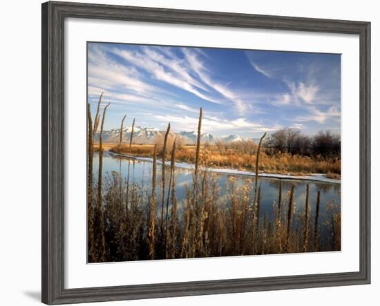 Dried Flower Heads along Slough, Flood Plain of Logan River, Great Basin, Cache Valley, Utah, USA-Scott T. Smith-Framed Photographic Print