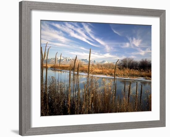 Dried Flower Heads along Slough, Flood Plain of Logan River, Great Basin, Cache Valley, Utah, USA-Scott T. Smith-Framed Photographic Print