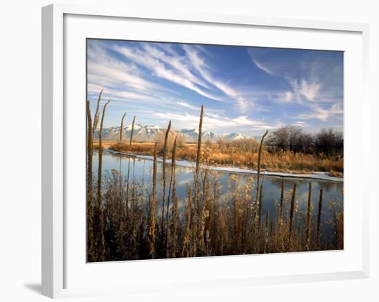 Dried Flower Heads along Slough, Flood Plain of Logan River, Great Basin, Cache Valley, Utah, USA-Scott T. Smith-Framed Photographic Print