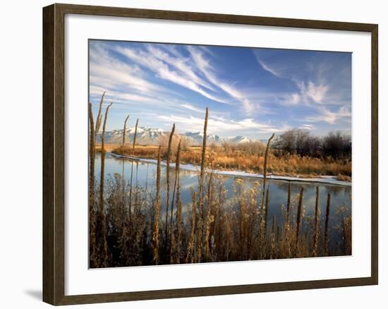 Dried Flower Heads along Slough, Flood Plain of Logan River, Great Basin, Cache Valley, Utah, USA-Scott T. Smith-Framed Photographic Print