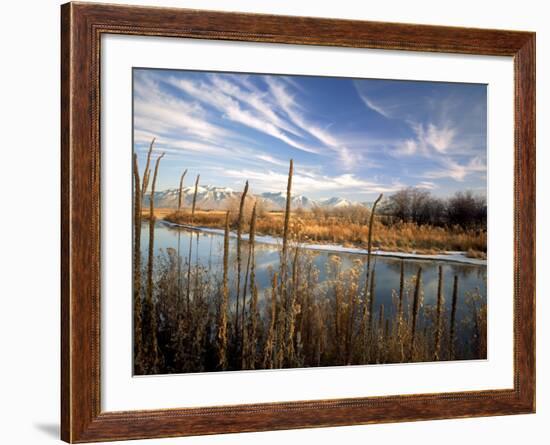 Dried Flower Heads along Slough, Flood Plain of Logan River, Great Basin, Cache Valley, Utah, USA-Scott T. Smith-Framed Photographic Print