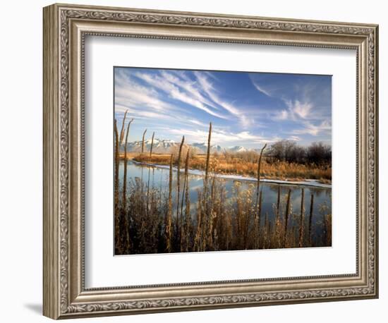 Dried Flower Heads along Slough, Flood Plain of Logan River, Great Basin, Cache Valley, Utah, USA-Scott T. Smith-Framed Photographic Print