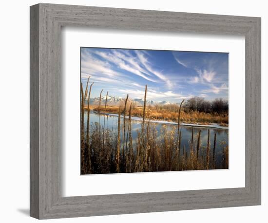 Dried Flower Heads along Slough, Flood Plain of Logan River, Great Basin, Cache Valley, Utah, USA-Scott T. Smith-Framed Photographic Print