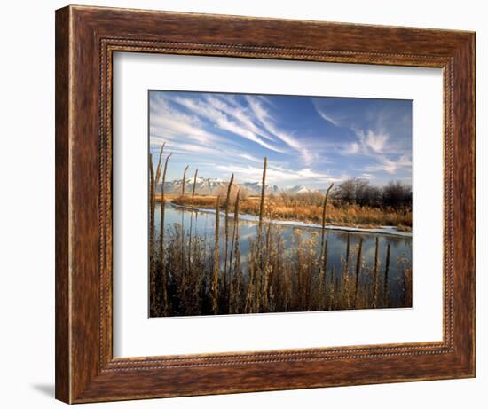 Dried Flower Heads along Slough, Flood Plain of Logan River, Great Basin, Cache Valley, Utah, USA-Scott T. Smith-Framed Photographic Print