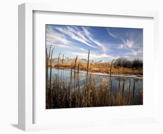 Dried Flower Heads along Slough, Flood Plain of Logan River, Great Basin, Cache Valley, Utah, USA-Scott T. Smith-Framed Photographic Print