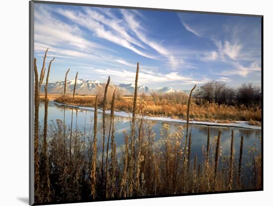 Dried Flower Heads along Slough, Flood Plain of Logan River, Great Basin, Cache Valley, Utah, USA-Scott T. Smith-Mounted Photographic Print