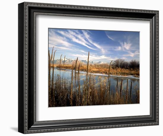 Dried Flower Heads along Slough, Flood Plain of Logan River, Great Basin, Cache Valley, Utah, USA-Scott T. Smith-Framed Photographic Print