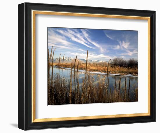 Dried Flower Heads along Slough, Flood Plain of Logan River, Great Basin, Cache Valley, Utah, USA-Scott T. Smith-Framed Photographic Print