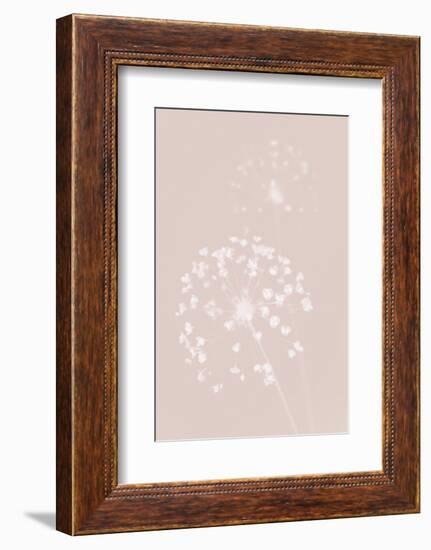 Dried Flower Pink-1x Studio III-Framed Photographic Print