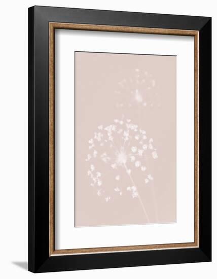 Dried Flower Pink-1x Studio III-Framed Photographic Print