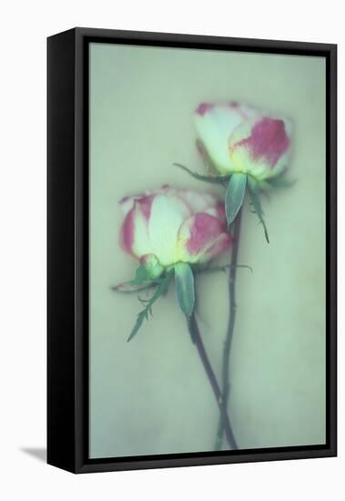 Dried Flower-Den Reader-Framed Premier Image Canvas