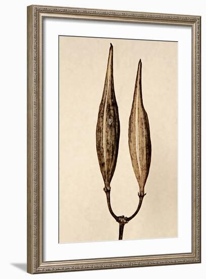 Dried Flowers-Torsten Richter-Framed Photographic Print