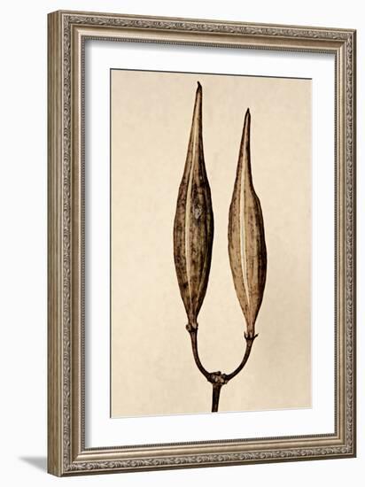 Dried Flowers-Torsten Richter-Framed Photographic Print