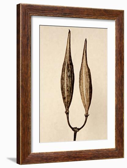 Dried Flowers-Torsten Richter-Framed Photographic Print