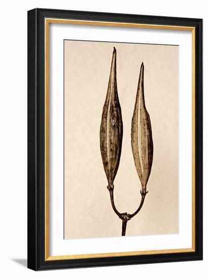 Dried Flowers-Torsten Richter-Framed Photographic Print