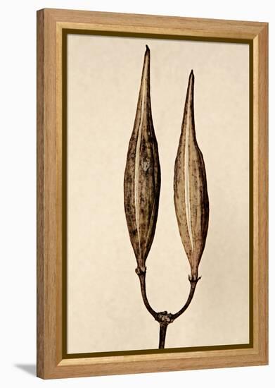 Dried Flowers-Torsten Richter-Framed Premier Image Canvas