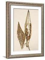 Dried Flowers-Torsten Richter-Framed Photographic Print
