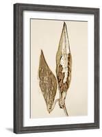 Dried Flowers-Torsten Richter-Framed Photographic Print