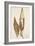 Dried Flowers-Torsten Richter-Framed Photographic Print