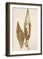 Dried Flowers-Torsten Richter-Framed Photographic Print