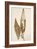 Dried Flowers-Torsten Richter-Framed Photographic Print