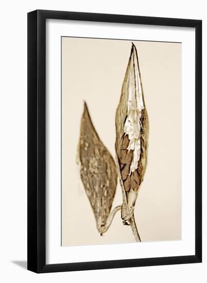 Dried Flowers-Torsten Richter-Framed Photographic Print