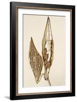 Dried Flowers-Torsten Richter-Framed Photographic Print