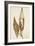 Dried Flowers-Torsten Richter-Framed Photographic Print