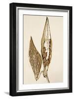 Dried Flowers-Torsten Richter-Framed Photographic Print