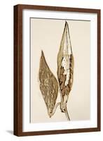 Dried Flowers-Torsten Richter-Framed Photographic Print