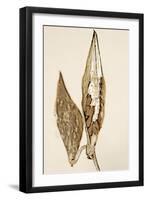 Dried Flowers-Torsten Richter-Framed Photographic Print