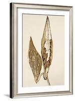 Dried Flowers-Torsten Richter-Framed Photographic Print