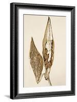 Dried Flowers-Torsten Richter-Framed Photographic Print