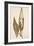 Dried Flowers-Torsten Richter-Framed Photographic Print