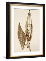 Dried Flowers-Torsten Richter-Framed Photographic Print