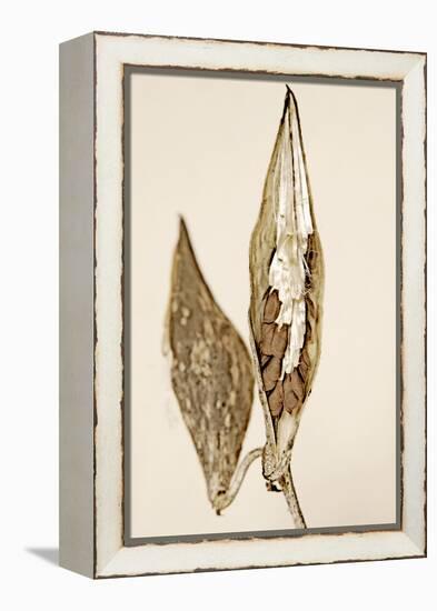 Dried Flowers-Torsten Richter-Framed Premier Image Canvas