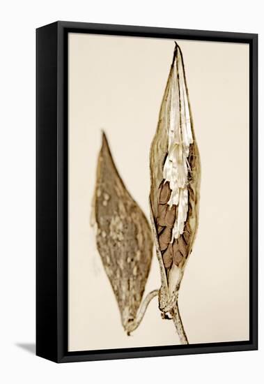 Dried Flowers-Torsten Richter-Framed Premier Image Canvas